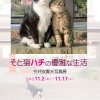 「そと猫ハチの優雅な生活／今井安貴夫写真展」フライヤー
